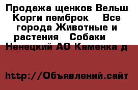 Продажа щенков Вельш Корги пемброк  - Все города Животные и растения » Собаки   . Ненецкий АО,Каменка д.